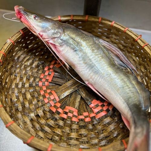 Ayer Fish আইড় মাছ