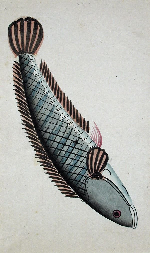 Rui Fish রুই মাছ