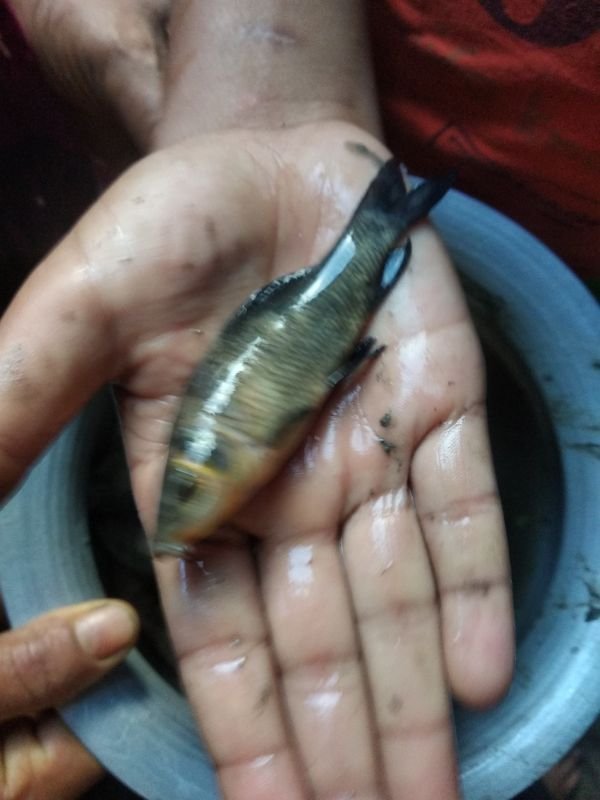Kalbaush Fish কালবাউশ মাছ