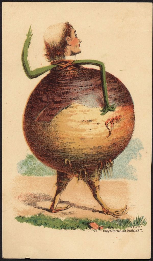 Turnip শালগম